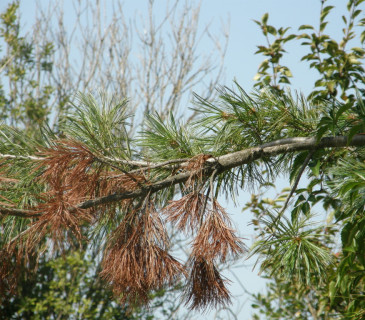Prosychající jehličí na napadené větvi, Brno Mendelu BZA 2004.