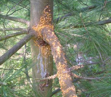 Narůstající aecie na větvi borovice, Arboretum Řícmanice 2007.
