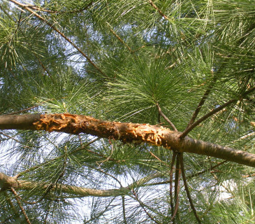 Symptomy na větvi borovice, Arboretum Řícmanice 2007.