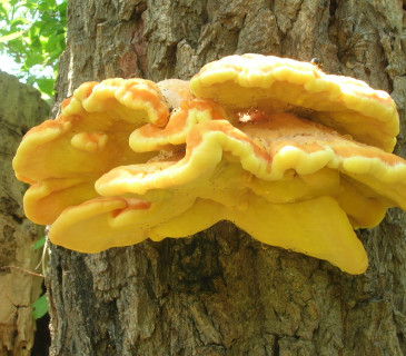 Plodnice na dubu, Brno 2006.