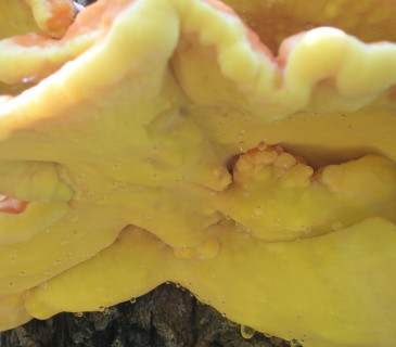 Detail hymenia plodnice, Brno 2006.