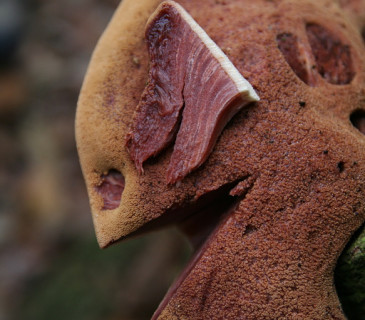 Struktura jádra plodnice, Lednice park 2004.