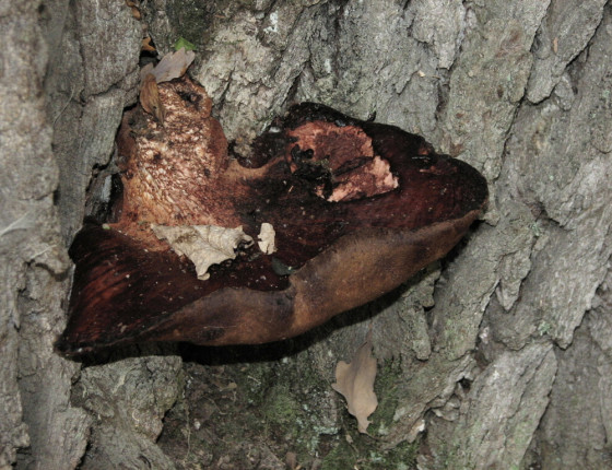 Stará plodnice na dubu, Lednice park 2004.