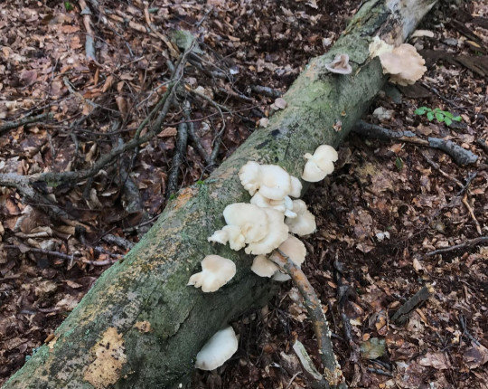 Plodnice na kmenu buku, Arboretum Křtiny 2008.