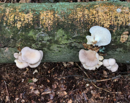 Plodnice na kmenu buku, PR Coufavá, ŠLP ML Křtiny 2010.