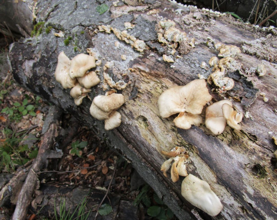 Staré plodnice na kmenu buku, PR Coufavá, ŠLP ML Křtiny 2008.