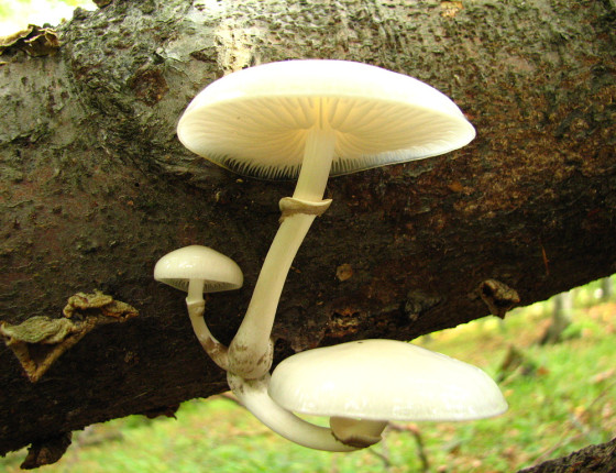 Detail plodnice na buku, Arboretum Křtiny 2003.