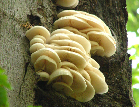 Plodnice na buku, Arboretum Křtiny 2008.