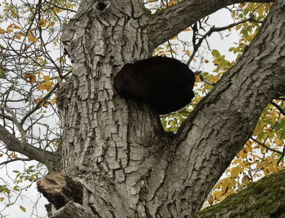 Plodnice na ořešáku, Brno 2020.