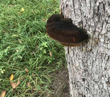 Plodnice na jabloni, Brno 2009.