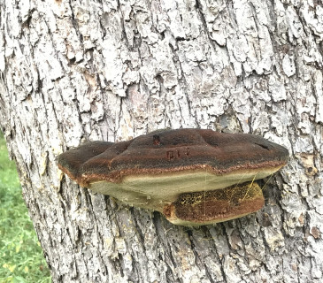 Plodnice na jabloni, Brno 2009.