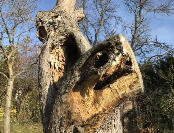 Hniloba rezavce šikmého, Brno 2021.