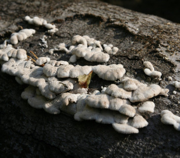Plodnice na buku, Arboretum Křtiny 2010.