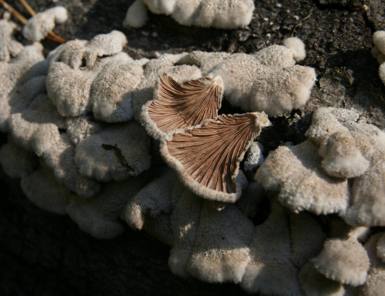 Detail plodnic na kmenu buku, Arboretum Křtiny 2010.