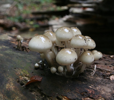 Plodnice na buku, Arboretum Křtiny 2003.