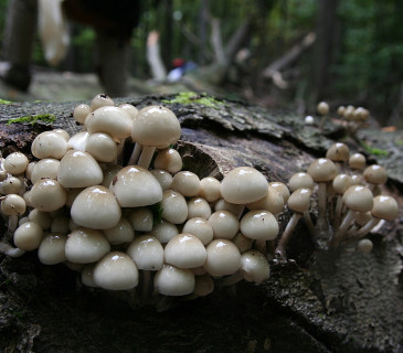Plodnice na buku, Arboretum Křtiny 2003.