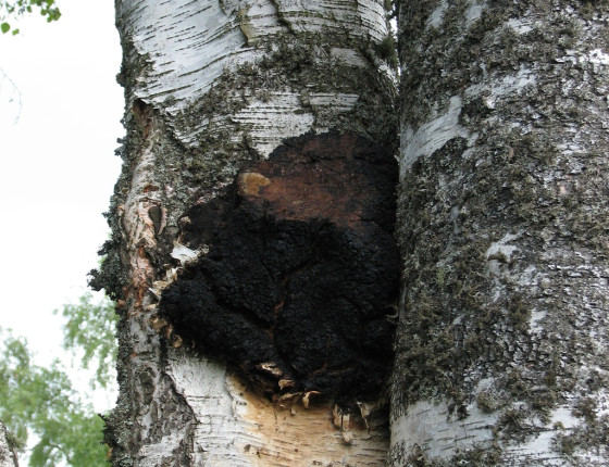 Imperfektní plodnice na bříze, Borová Lada, Šumava 2005.