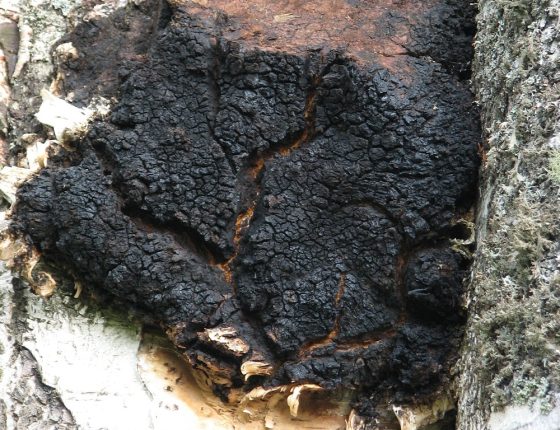 Imperfektní plodnice na bříze, Borová Lada, Šumava 2005.