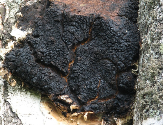 Imperfektní plodnice na bříze, Borová Lada, Šumava 2005.