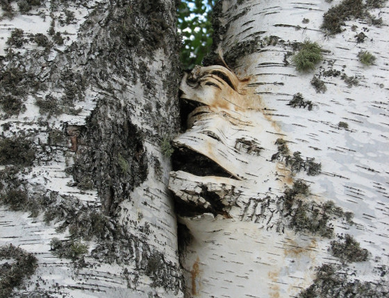 Imperfektní plodnice na bříze, Borová Lada, Šumava 2005.