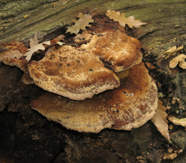 Plodnice na kmeni dubu, Valtice Rendezvous 2018.