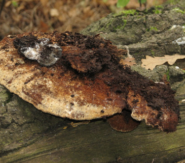 Plodnice na kmeni dubu, Valtice Rendezvous 2018.