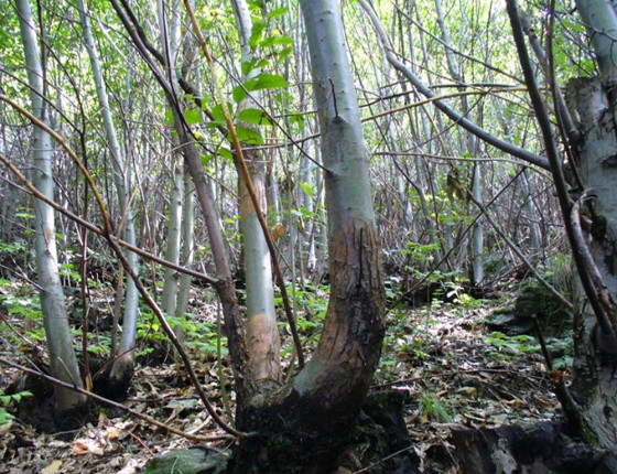 Napadený kaštanovník, Itálie Lago di Como 2009.