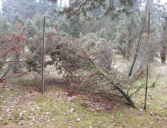 Rozlámané jalovce těžkým sněhem, ŠLP ML Křtiny arboretum Řícmanice 2013.
