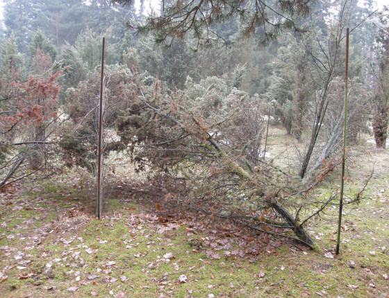 Rozlámané jalovce těžkým sněhem, ŠLP ML Křtiny arboretum Řícmanice 2013.