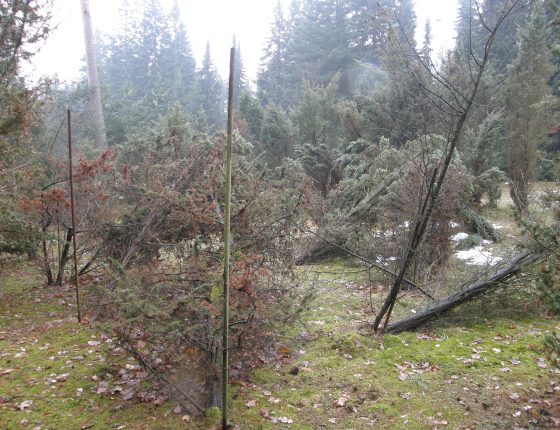 Rozlámané jalovce těžkým sněhem, ŠLP ML Křtiny arboretum Řícmanice 2013.