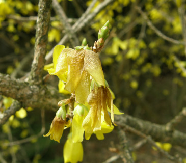 Poškození květů zlatého deště, Brno 2012.