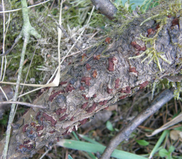Telia na větvičkách jalovce, Brno Mendelu BZA 2006.