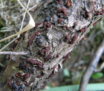 Telia na větvičkách jalovce, Brno Mendelu BZA 2006.