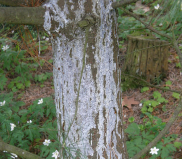 Symptomy na kmenu borovice, Arboretum Řícmanice 2008.