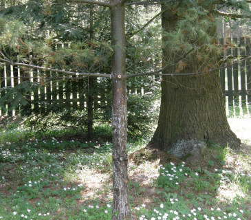 Symptomy na kmenu borovice, Arboretum Řícmanice 2008.