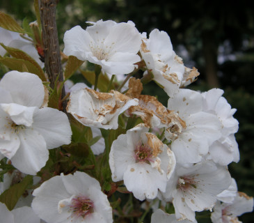 Poškozené květy okrasné sakury, Brno 2012.