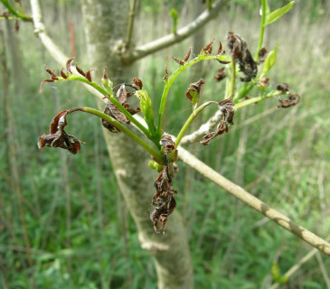 Poškození rašícího jasanu, Vranovice 2016.