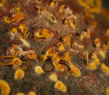 Detail pyknid na kůře, laboratoř ÚOLM Mendelu v Brně.