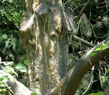 Detail ronění pryskyřice na kmenu, Arboretum Křtiny 2004.