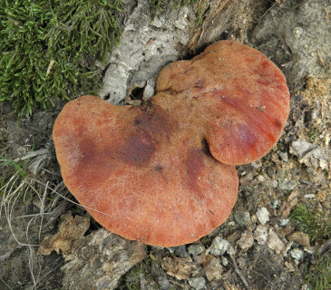 Plodnice na pařezu dubu, Lednice park 2006.