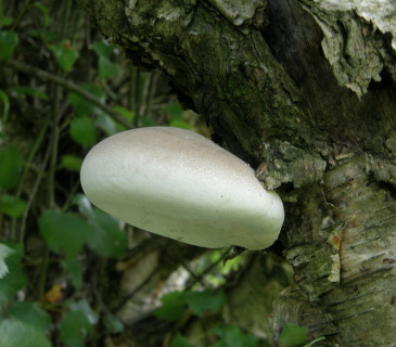 Plodnice na bříze, Arboretum Křtiny 2008.