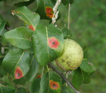 Symptomy na listech hrušně, Brno 2012.