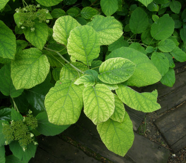Kalcióza listů hortenzie, Brno 2012.