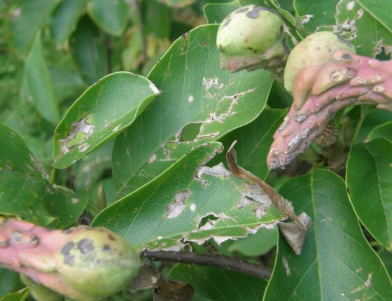 Kroupami potrhané listy magnolie, Luhačovice 2015.