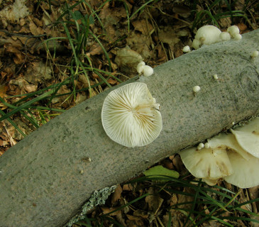 Hymenium plodnice, Arboretum Křtiny 2003.