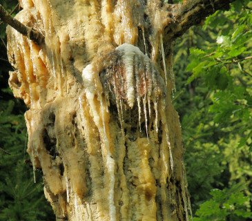 Detail ronění pryskyřice na kmenu, Arboretum Křtiny 2004.