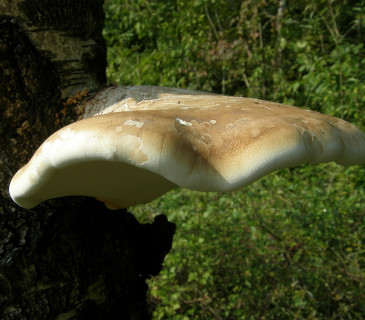Detail plodnice, Arboretum Křtiny 2008.