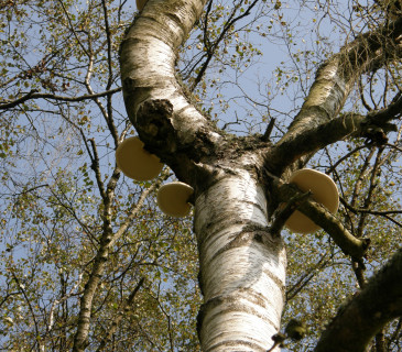 Plodnice březovníku, Brno 2008.