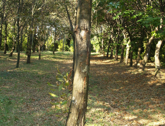 Popraskaná borka kaštanovníku, Slovensko 2003.