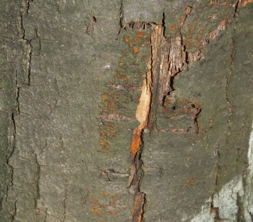 Symptomy na borce kaštanovníku, Slovensko 2003.